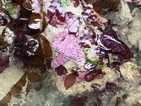 Seestern, Meergurke,  Weissalge leuchten im Pacifischen Ozean