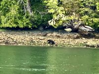 Muschelfressende Baeren bei Tofino 