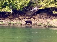 Schwarzbaer auf Muschel-jagd