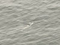 Wale vom Wasserflugzeug aus