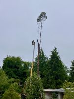 Dieser |Baum ist viel zu hoch 