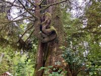 Baumknopf auf der Wanderung in Tofino