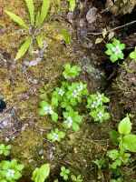 Dogwood plant im Urwald