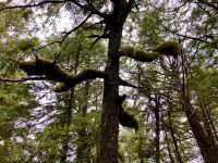 Noch eine Urwald-Kuestenwanderung bei Ucluelet