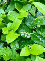 Der Salal blueht