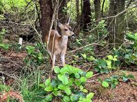 Ein Reh erschreckt eher uns 