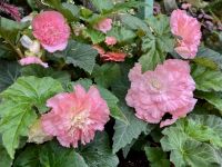 Begonien in Butcharts Garten