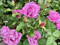 Der Rosengarten in voller Pracht