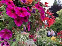 Der Haengende Garten in Butchart Garten