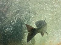 Lachs in der Fischaufzucht