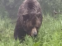Coola der 24 jaehrige Grizzly Waise in seinem Habitat auf Grouse Mountain