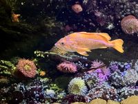 Das Aquarium im Flughafengebaeude Vancouver YVR