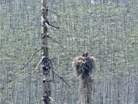 Weisskopfseeadler, Medicine Lake, Jasper