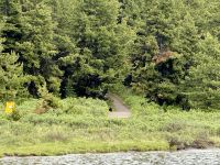 Grizzly Bären, Maligne Lake, Jasper 
