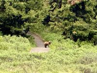 Grizzly Bären, Maligne Lake, Jasper 