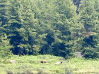 Grizzly Bären, Maligne Lake, Jasper 