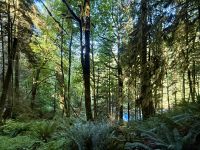 Capilano Park, Vancouver 