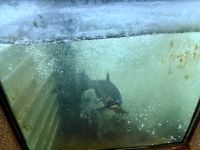 Lachsaufzuchtstation, Capilano Park, Vancouver 