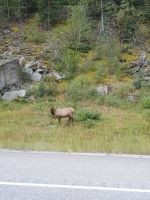 Wapiti 