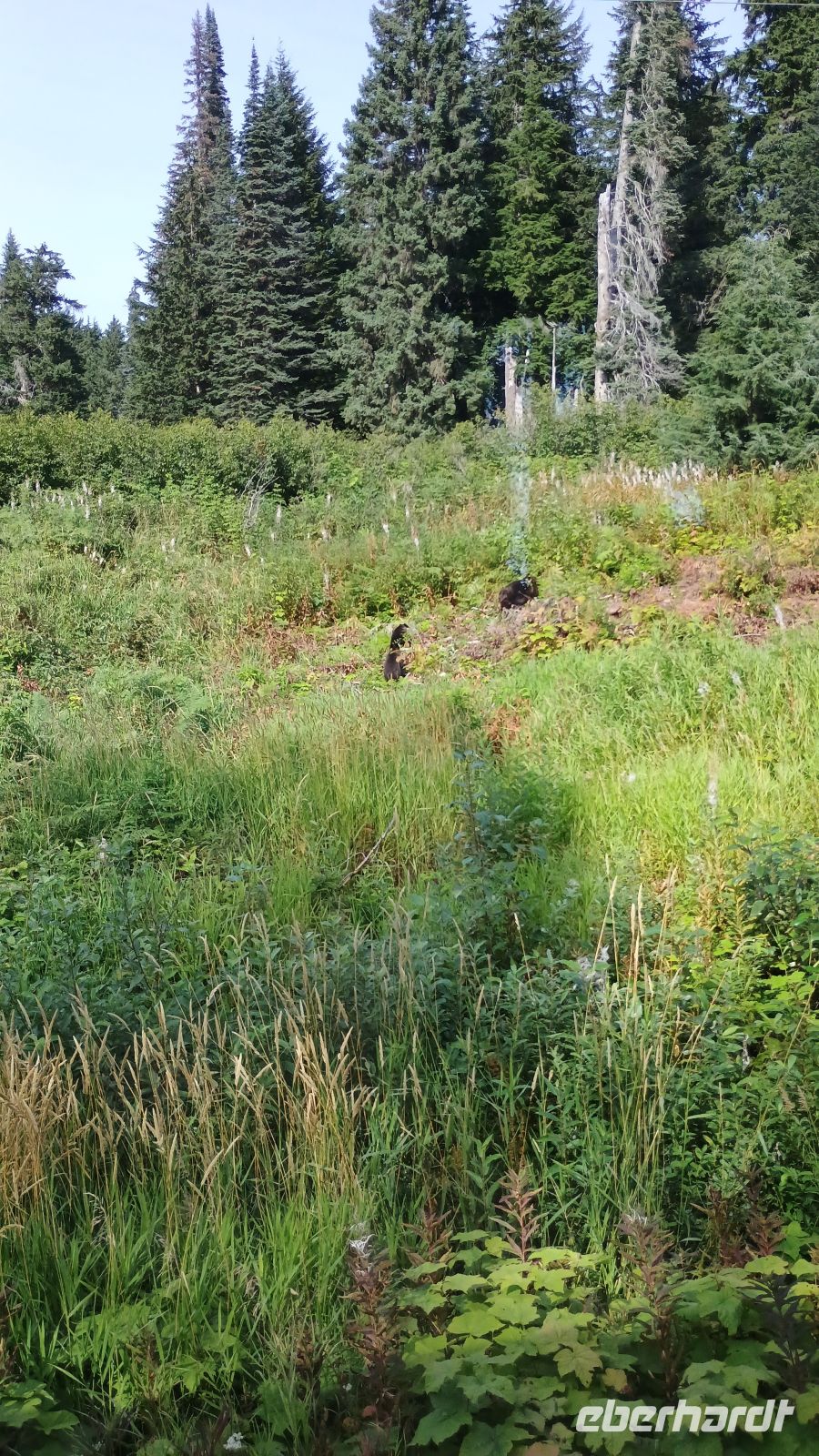 Bärenbeobachtung 