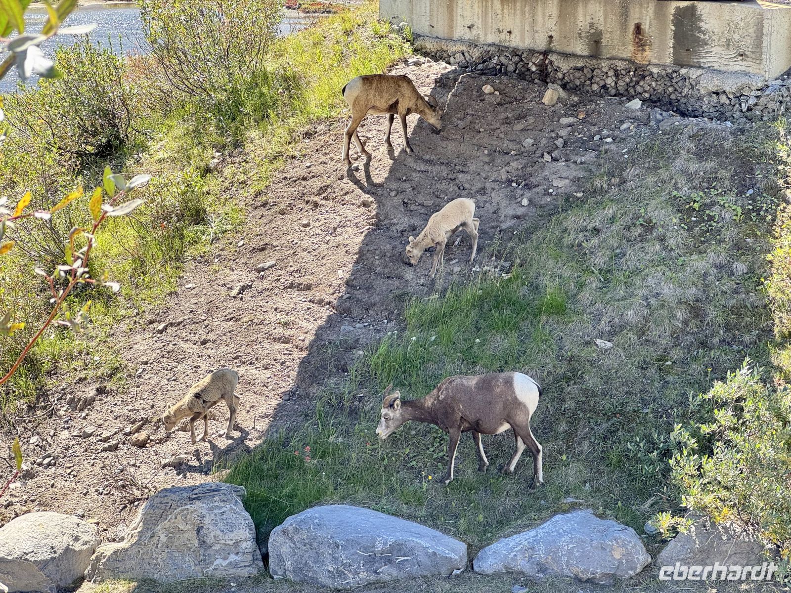 3. Tag – Banff bis Jasper – Icefields Parkway – Dickhornschafe am Columbia Icefield Discovery Centre