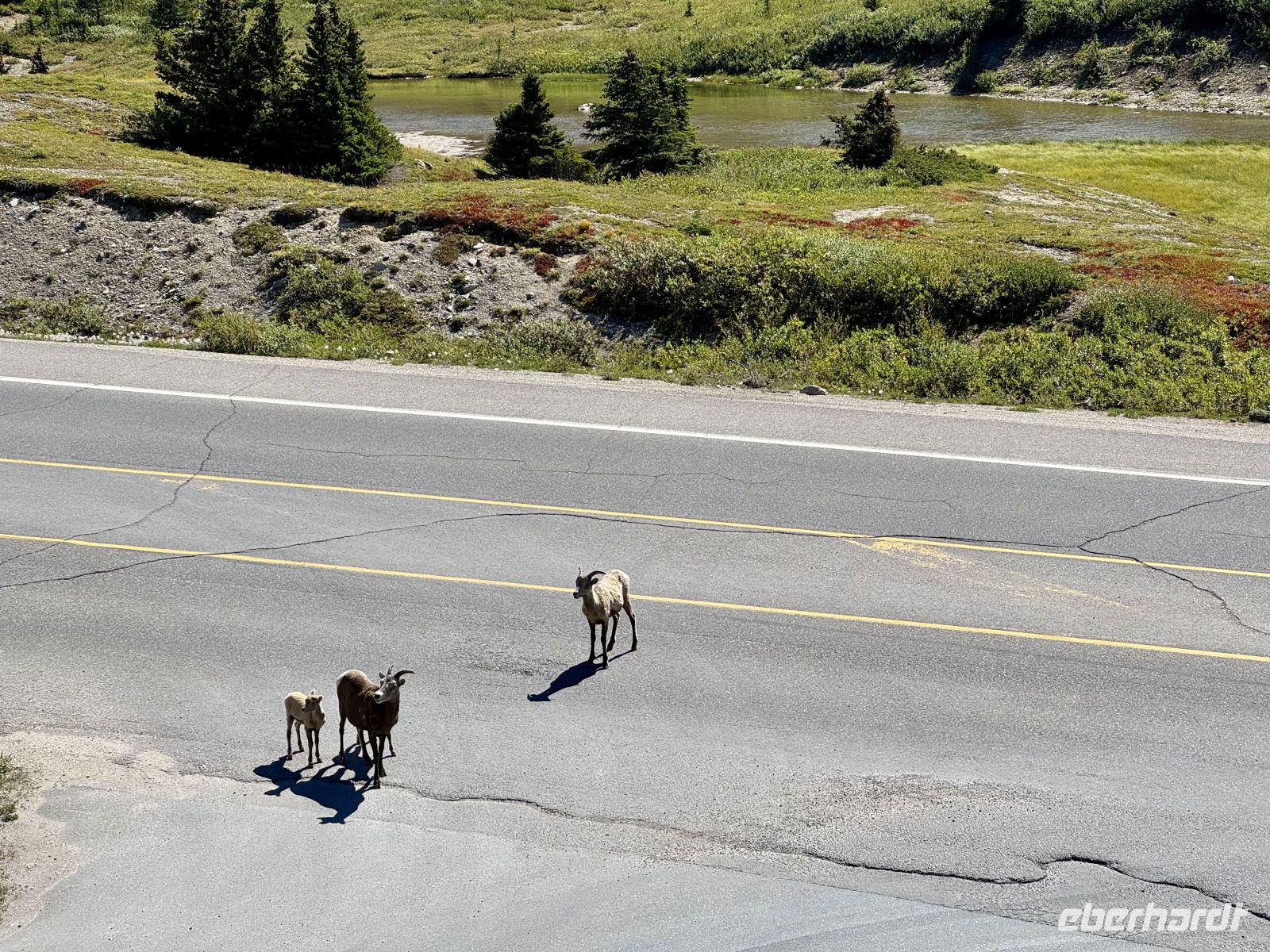 3. Tag – Banff bis Jasper – Icefields Parkway – Dickhornschafe am Columbia Icefield Discovery Centre