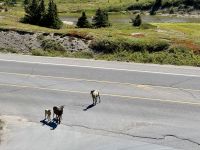 3. Tag – Banff bis Jasper – Icefields Parkway – Dickhornschafe am Columbia Icefield Discovery Centre
