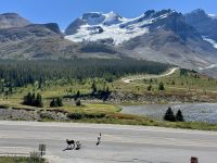 3. Tag – Banff bis Jasper – Icefields Parkway – Dickhornschafe am Columbia Icefield Discovery Centre