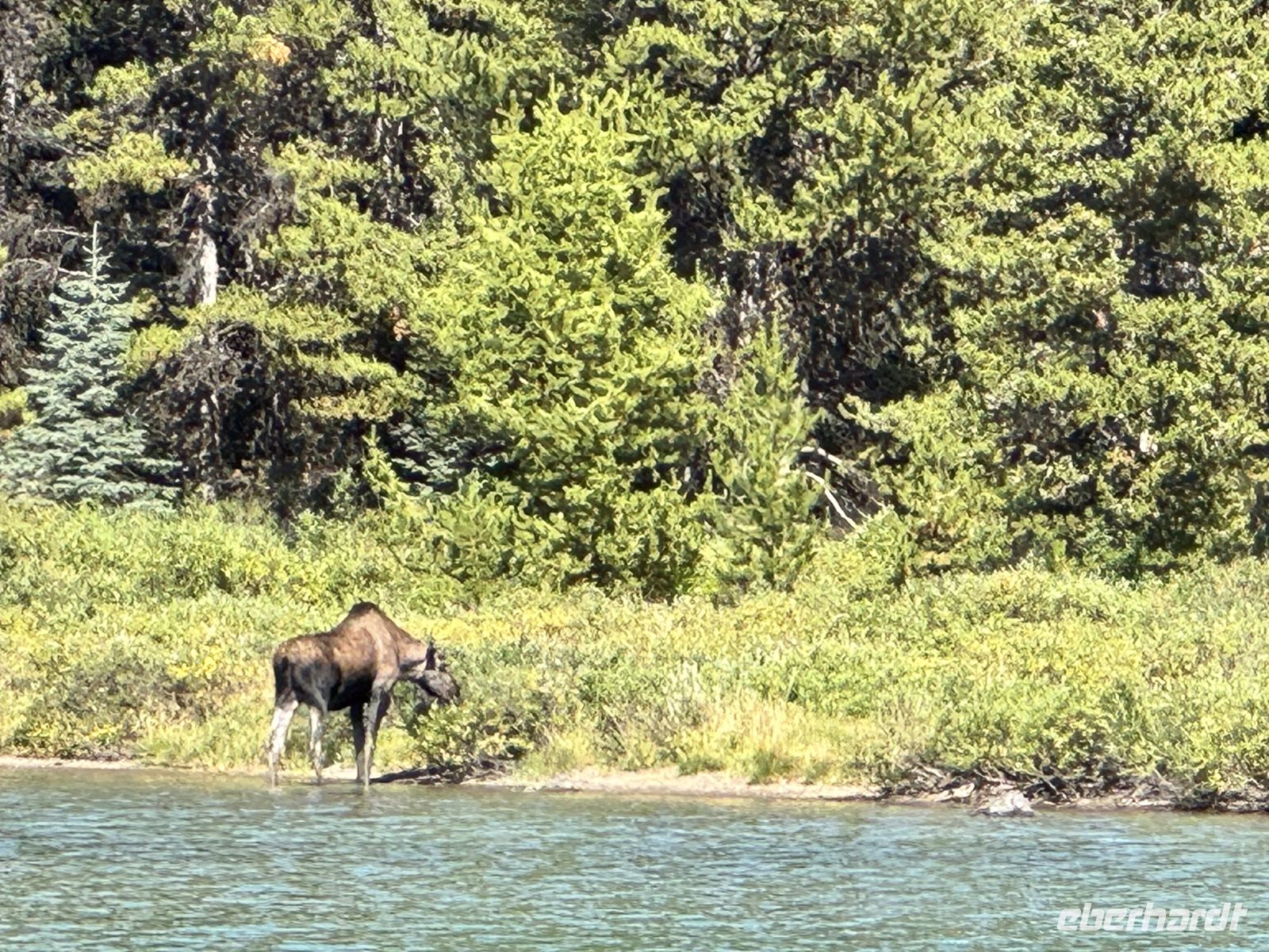 4. Tag – Jasper-Nationalpark – Elchkuh am Ufer des Maligne Lake