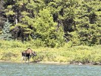 4. Tag – Jasper-Nationalpark – Elchkuh am Ufer des Maligne Lake