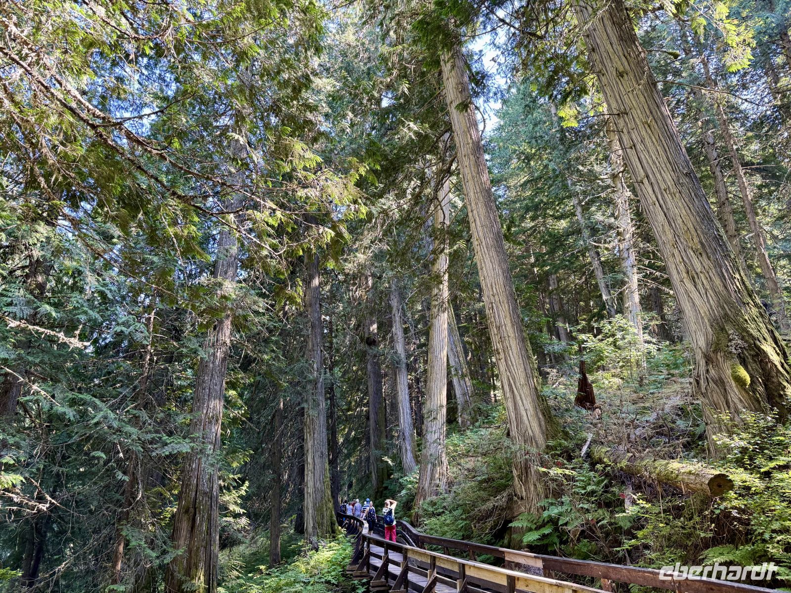 5. Tag – Jasper bis Prince George – Spaziergang durch den Ancient Forest