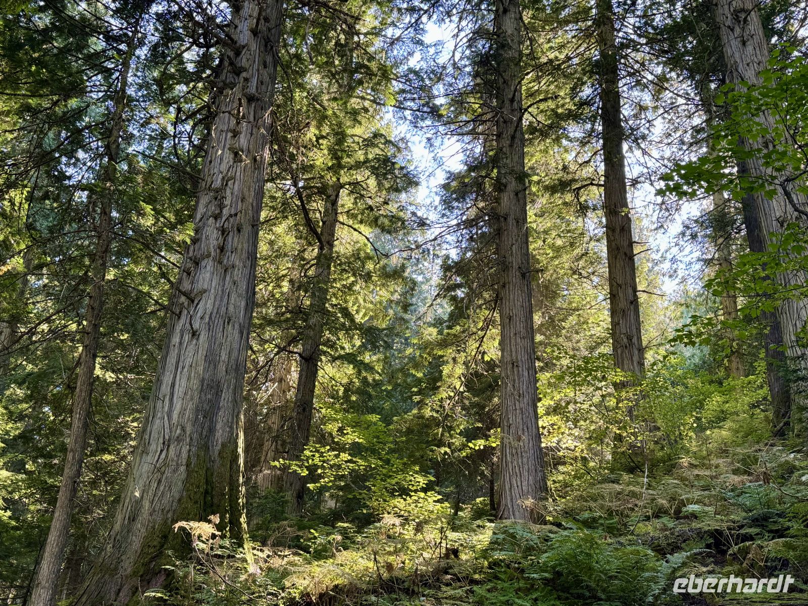 5. Tag – Jasper bis Prince George – Spaziergang durch den Ancient Forest