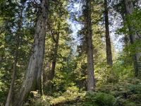 5. Tag – Jasper bis Prince George – Spaziergang durch den Ancient Forest