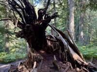 5. Tag – Jasper bis Prince George – Spaziergang durch den Ancient Forest