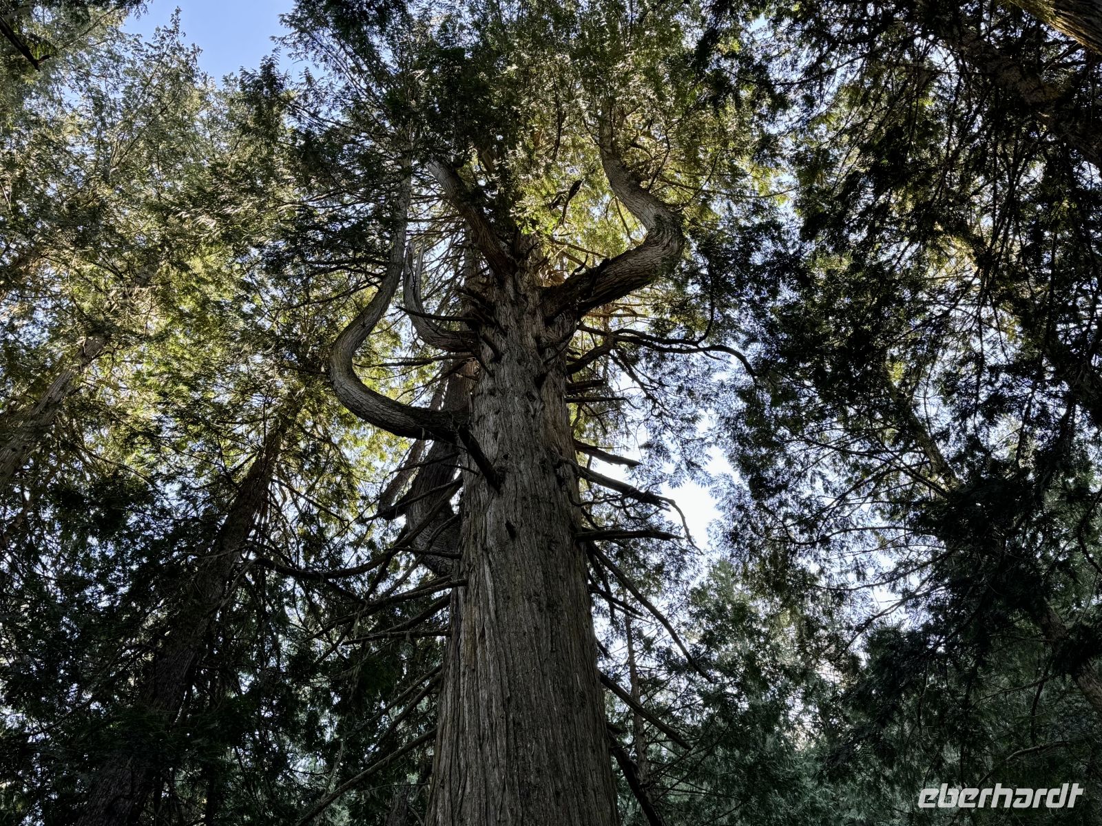 5. Tag – Jasper bis Prince George – Spaziergang durch den Ancient Forest – Baumbart