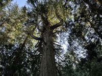 5. Tag – Jasper bis Prince George – Spaziergang durch den Ancient Forest – Baumbart