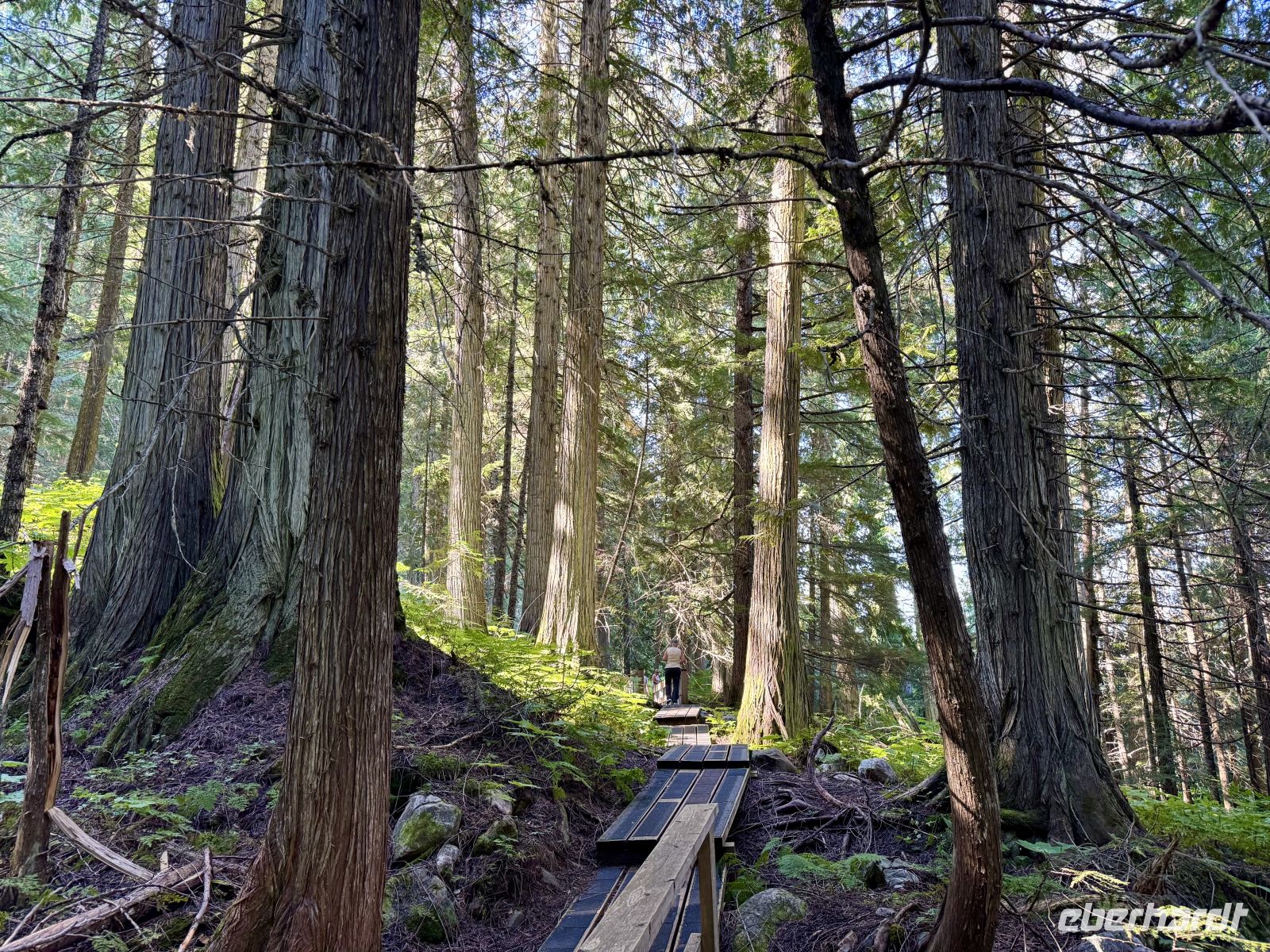 5. Tag – Jasper bis Prince George – Spaziergang durch den Ancient Forest