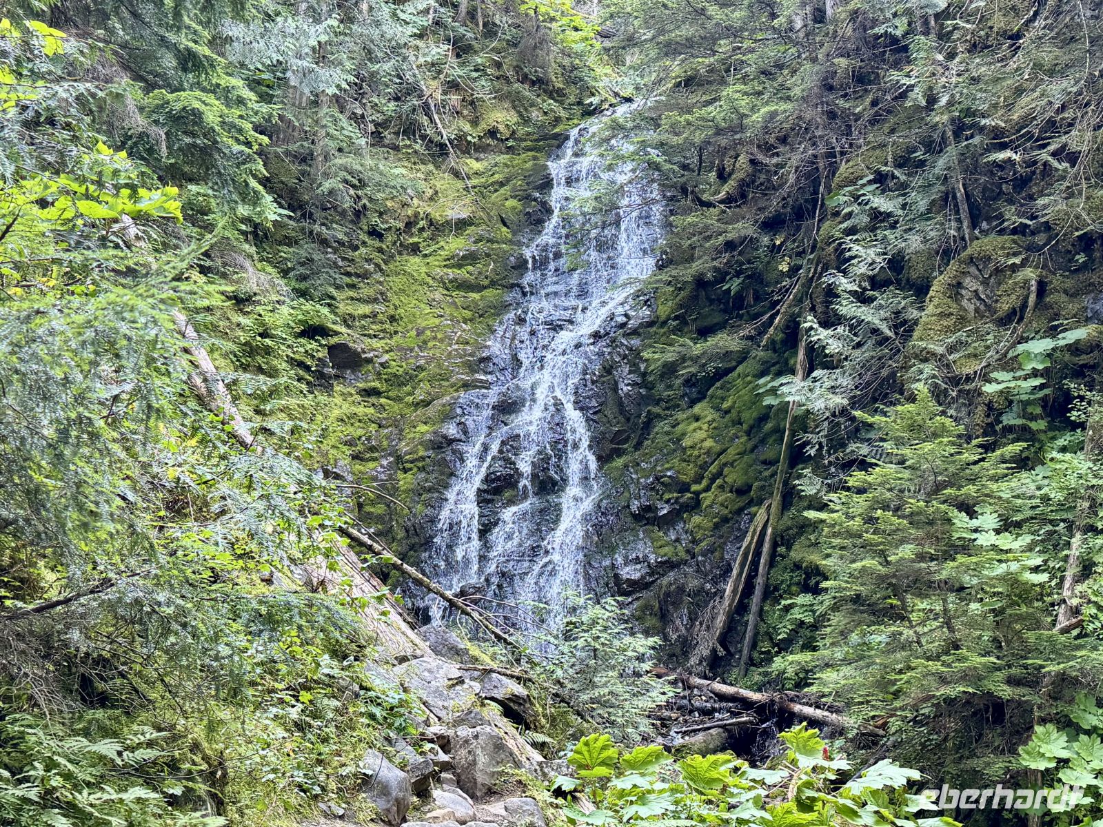 5. Tag – Jasper bis Prince George – Spaziergang durch den Ancient Forest