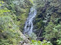 5. Tag – Jasper bis Prince George – Spaziergang durch den Ancient Forest