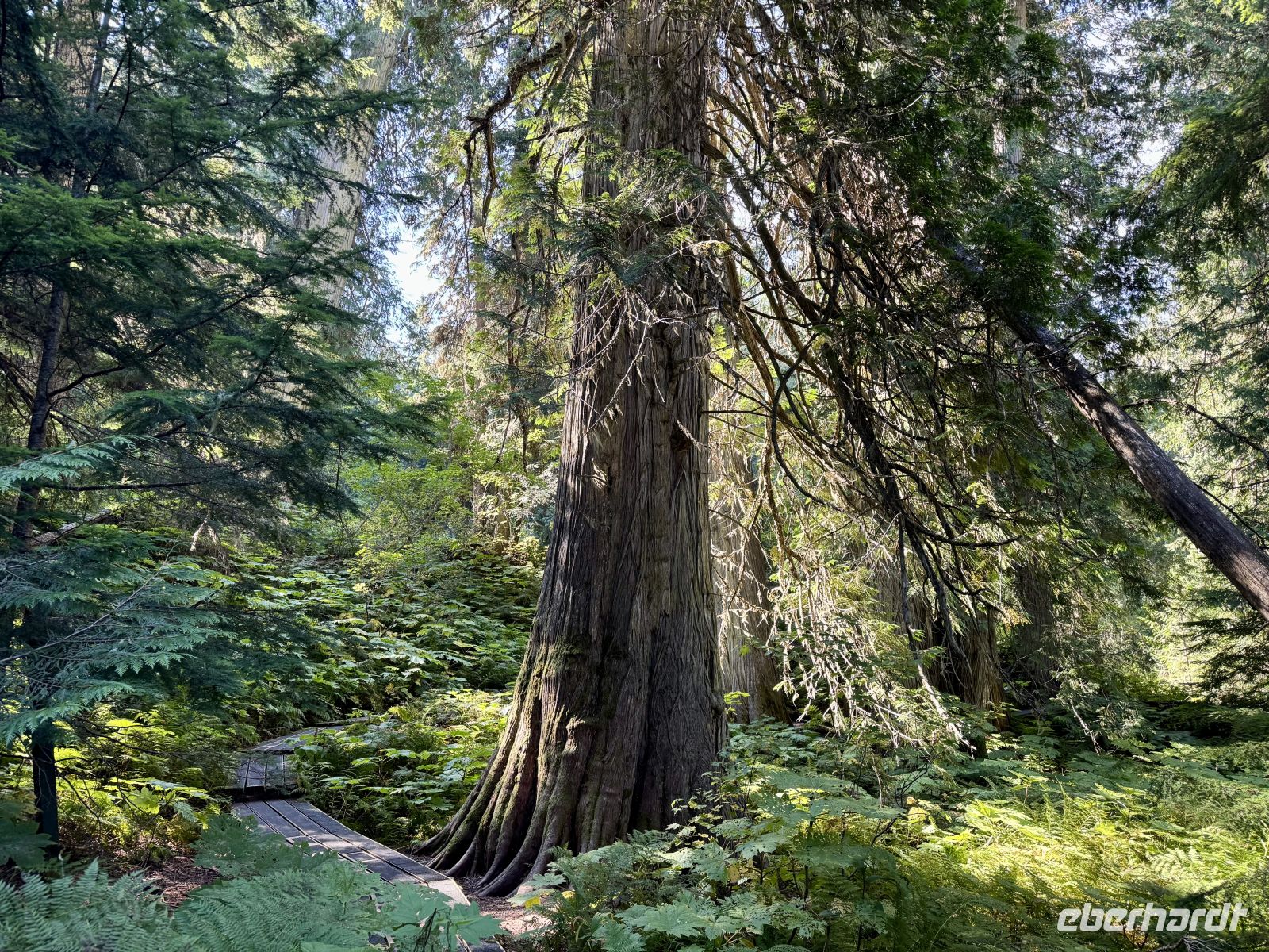 5. Tag – Jasper bis Prince George – Spaziergang durch den Ancient Forest