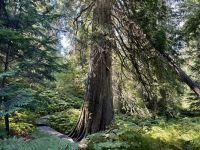 5. Tag – Jasper bis Prince George – Spaziergang durch den Ancient Forest