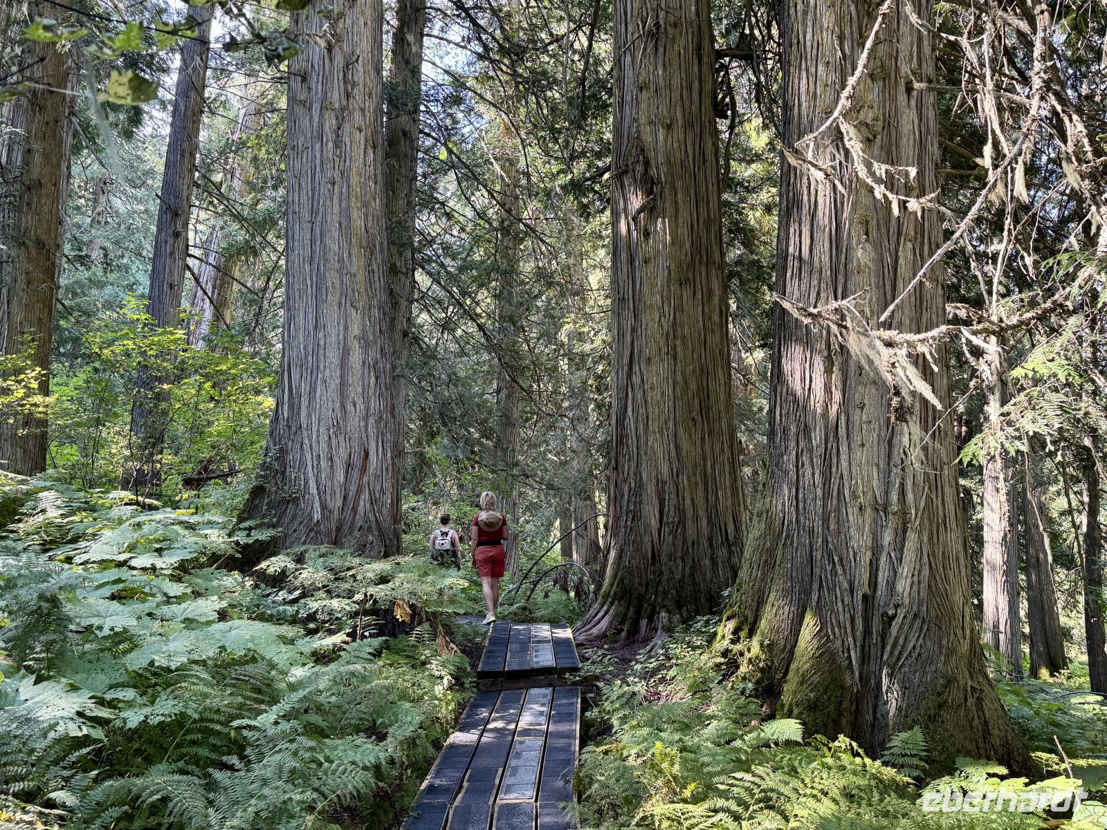 5. Tag – Jasper bis Prince George – Spaziergang durch den Ancient Forest
