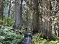 5. Tag – Jasper bis Prince George – Spaziergang durch den Ancient Forest