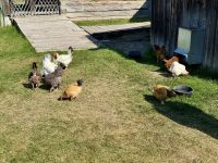 6. Tag – Prince George bis Smithers – Besuch des Fort St. James