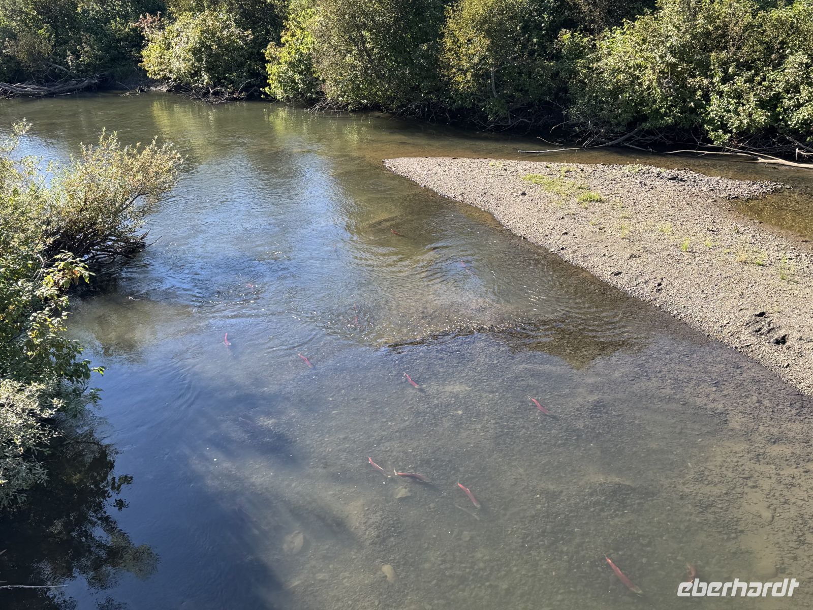 7. Tag – Smithers bis Stewart – Rotlachse im Hannah Creek