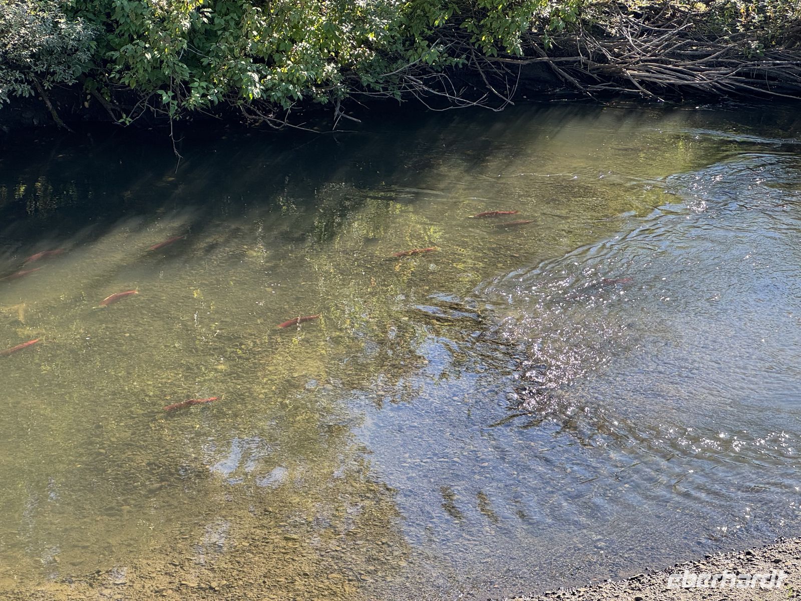 7. Tag – Smithers bis Stewart – Rotlachse im Hannah Creek