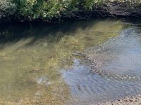 7. Tag – Smithers bis Stewart – Rotlachse im Hannah Creek