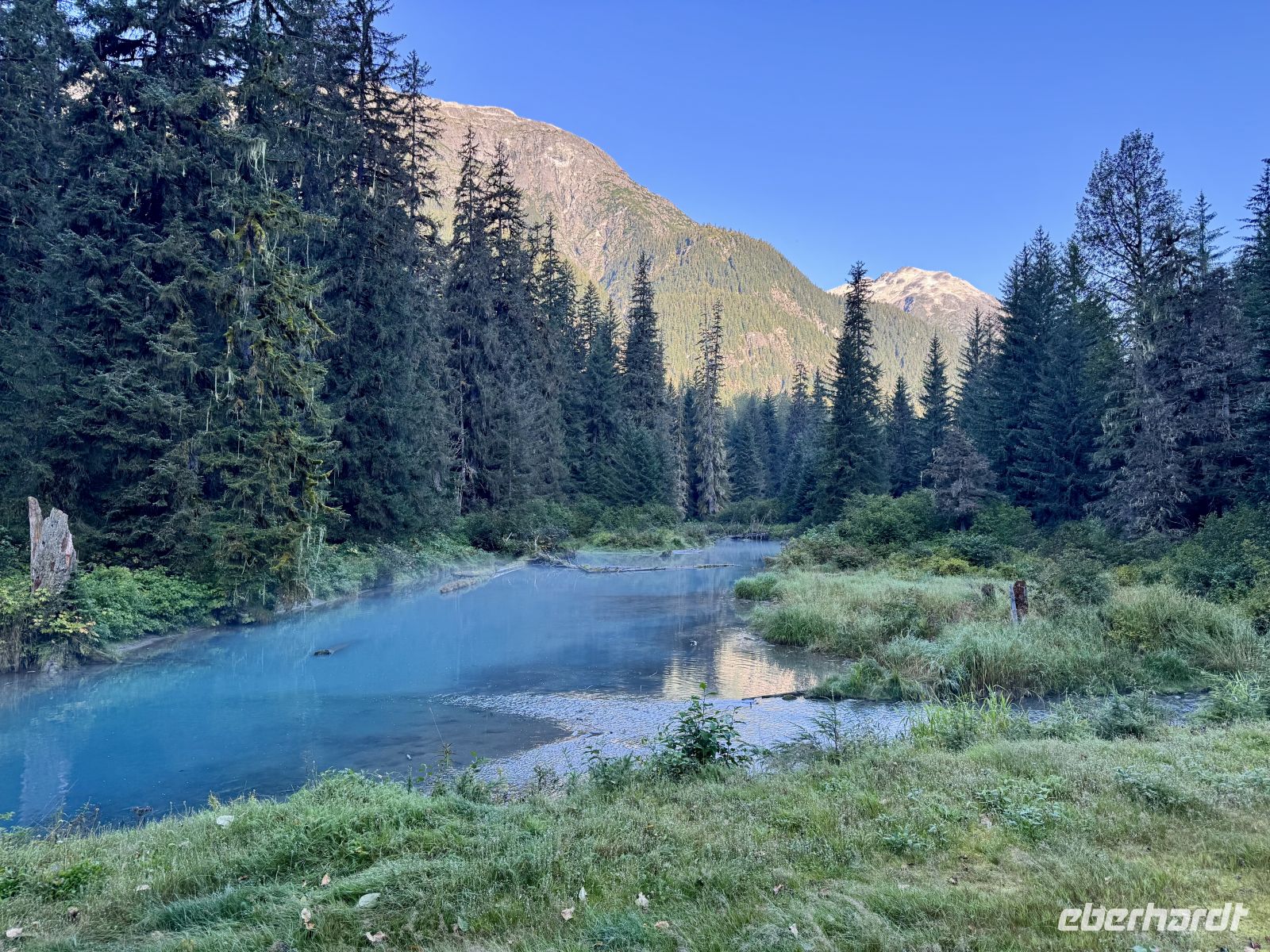 8. Tag – Tongass National Forest und Salmon Glacier – Bärenbeobachtung am Fish Creek