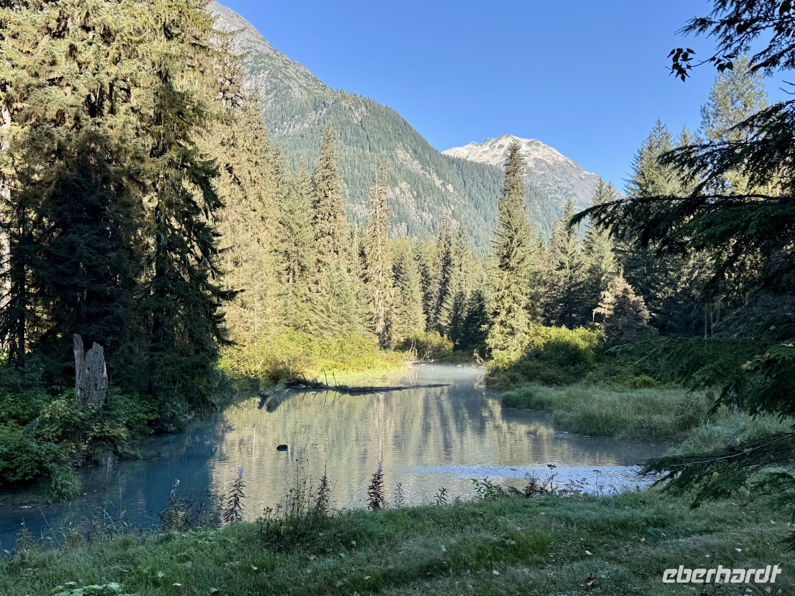 8. Tag – Tongass National Forest und Salmon Glacier – Bärenbeobachtung am Fish Creek