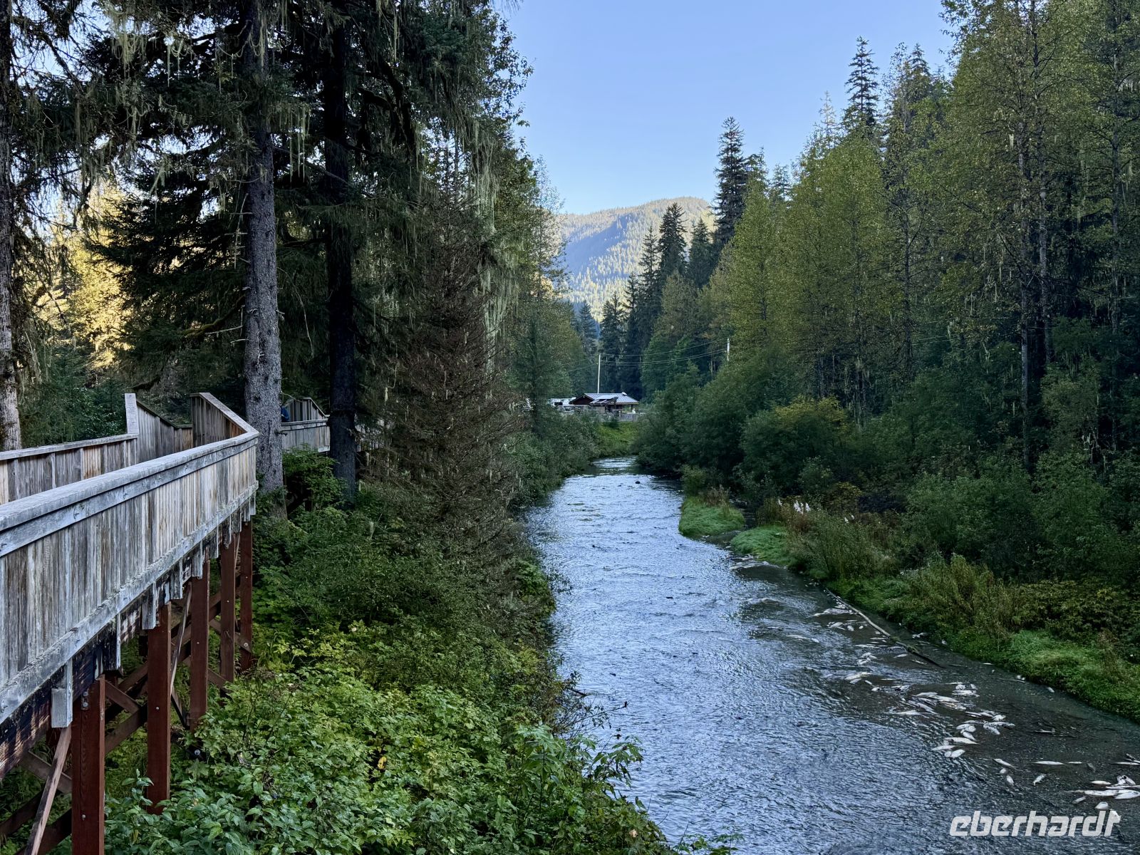 8. Tag – Tongass National Forest und Salmon Glacier – Bärenbeobachtung am Fish Creek